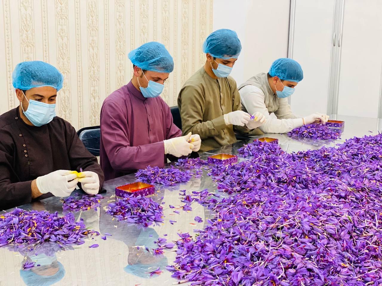 Heray Afghan Saffron, Superior Negin Quality - Image 15