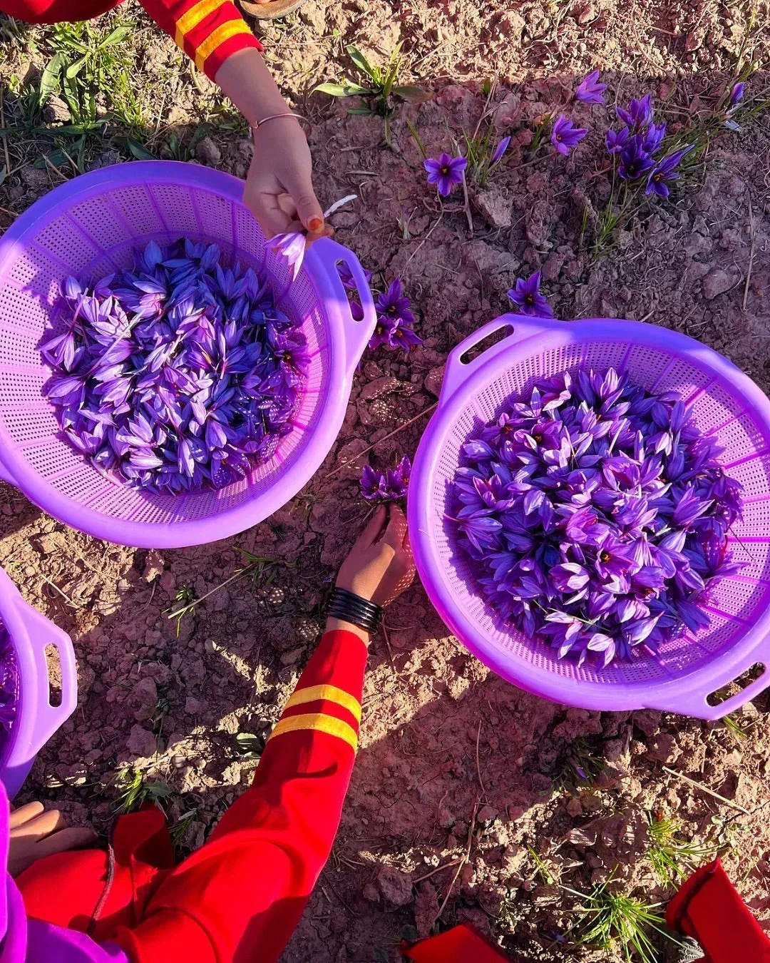 Heray Saffron Superior Negin Quality Premium Afghan Royal Super Negin Threads - Image 24
